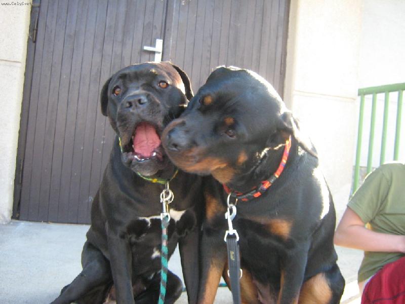 Foto: Cindy a Elsa-Cindy a Elsa Cane Corso (maj se tak r�di)
