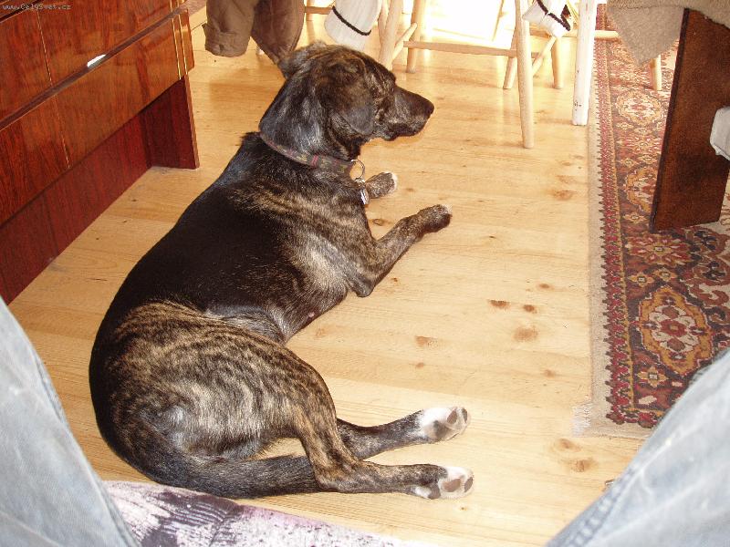 Foto: Britus doma-Spokojena Brituska