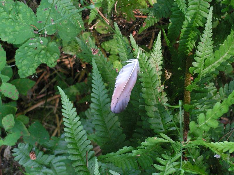 Foto: priroda-padajici pericko