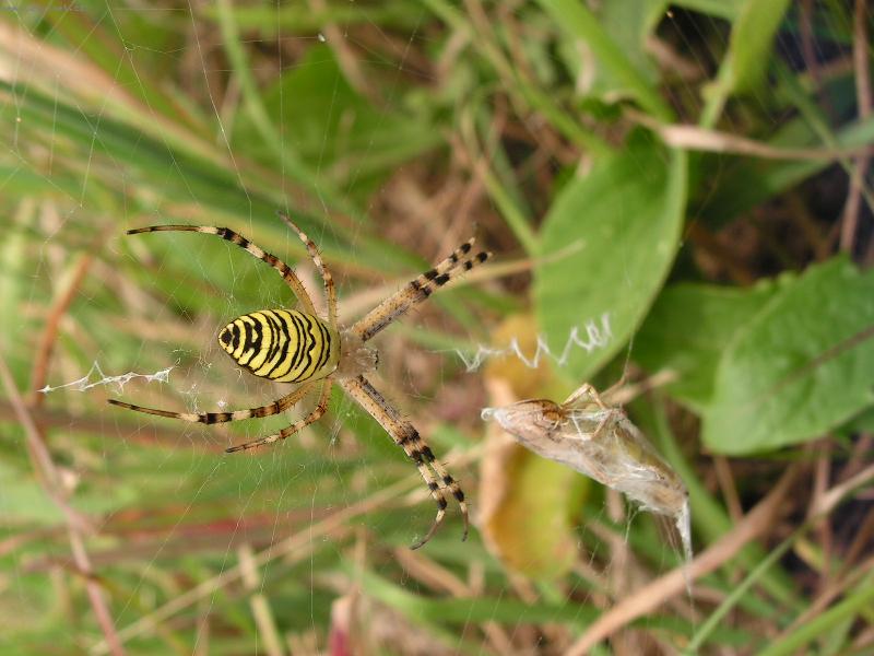 Foto: vos� pavoucek-pavouk a jeho obed nebo vecere?