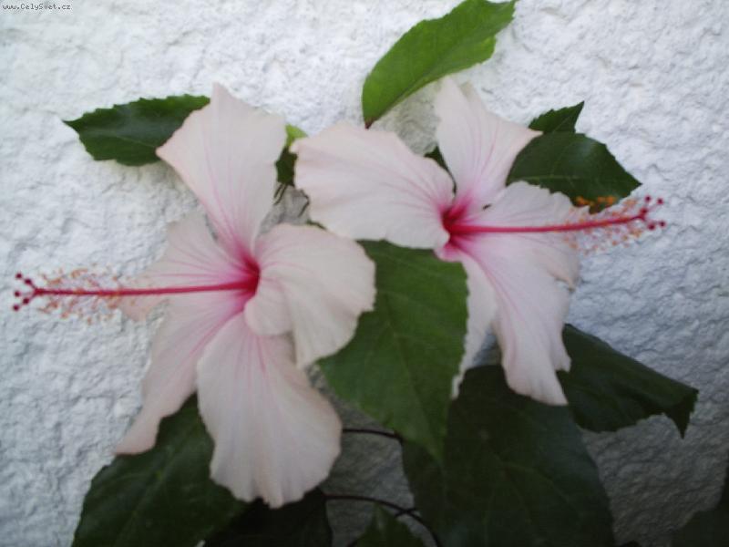 Foto: ��nsk� r��e-2 kv�ty