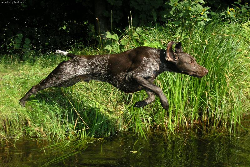 Foto: hop do vodi�ky :o)