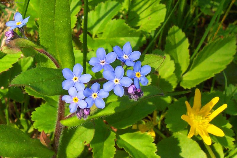 Foto: Prost� kr�sa-pomn�nka a k�ivatec