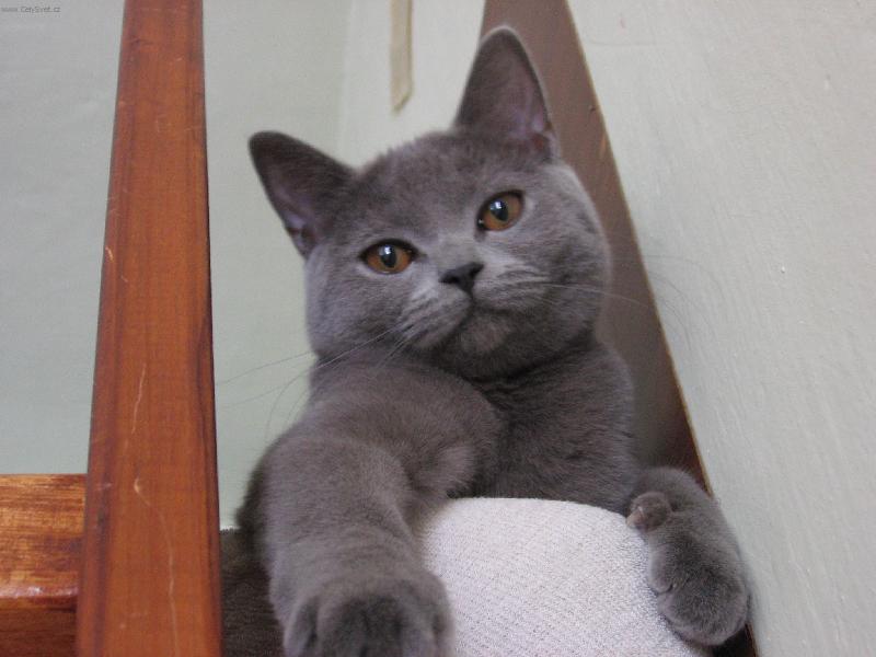 Foto: �ikul�na-pohoda v posteli