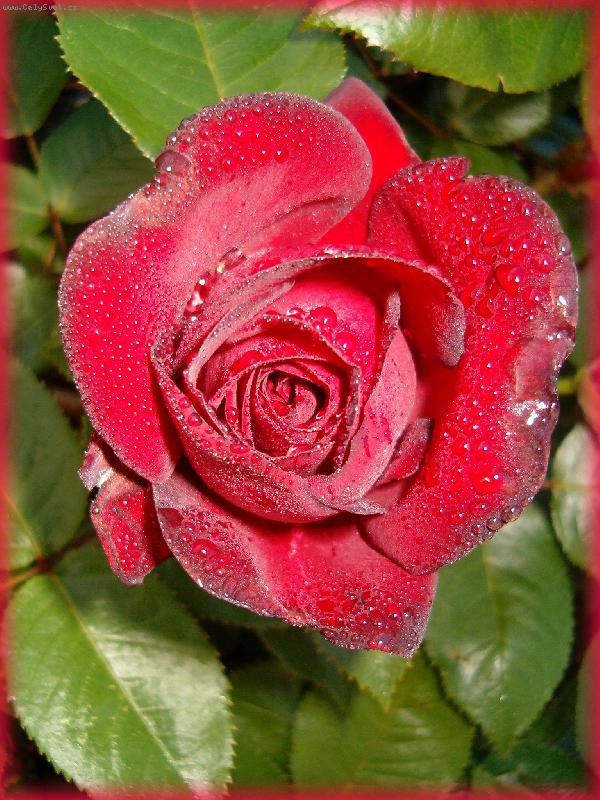 Foto: D�monick� r��e