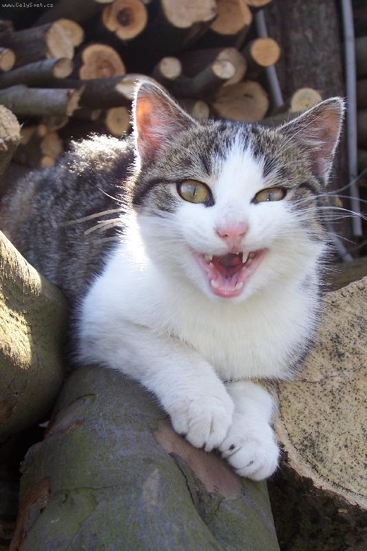 Foto: �sm�v pros�m....:-)-ko�i��k m��a