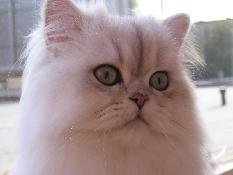 Foto: Kocou�� kukadla