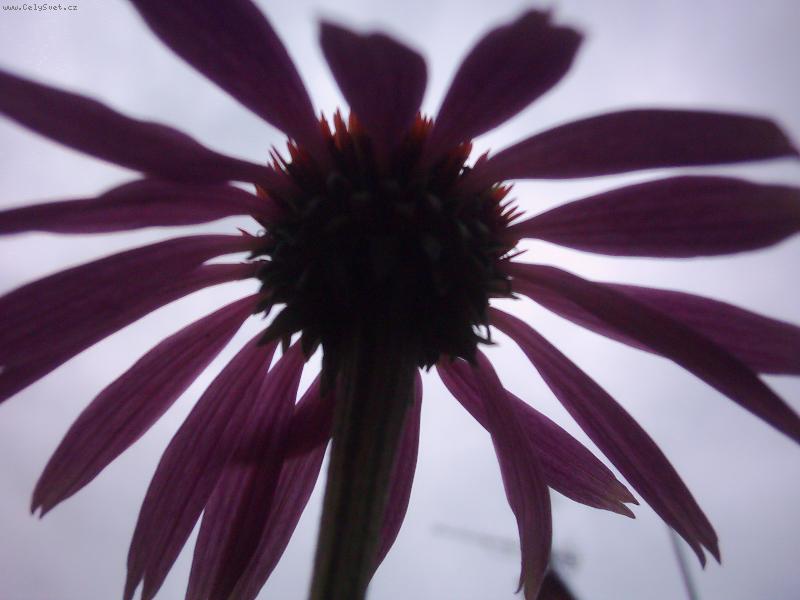 Foto: pr�zdninov� kv�t