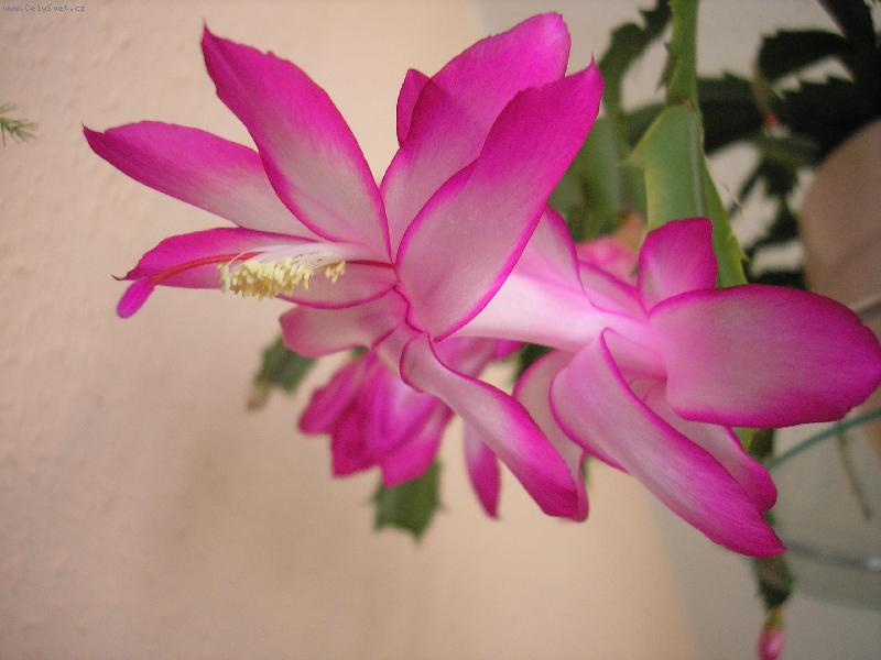 Foto:  N� V�no�n� kaktus