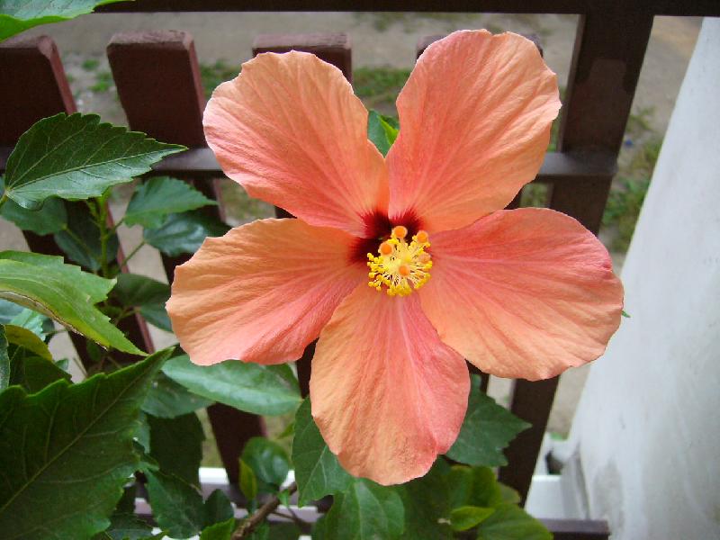 Foto: Ibi�ek oran�ov�