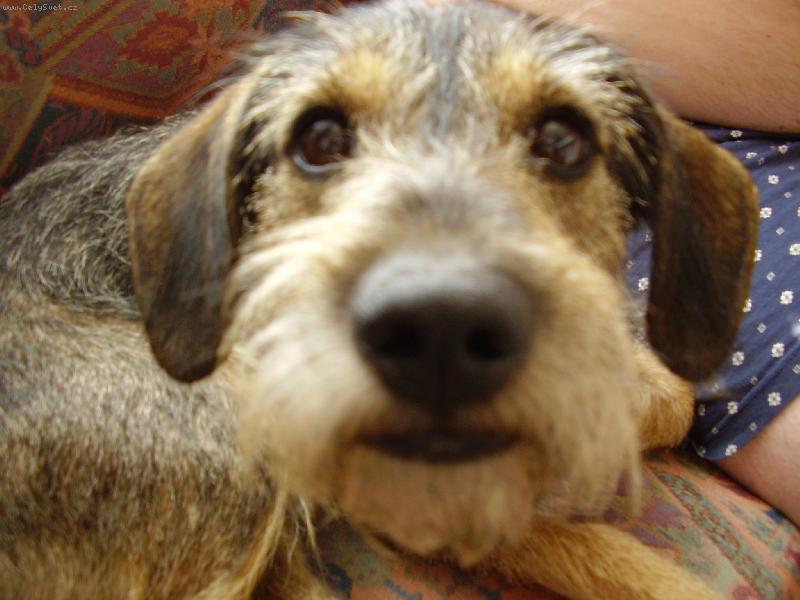 Foto: Mil��ek-Chce� pusinku?