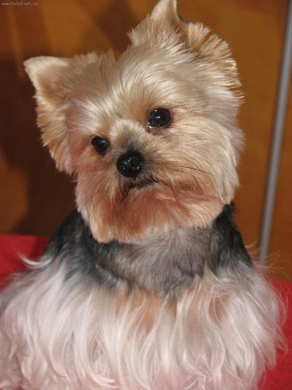 Foto: ELINKA-Na�e hol�i�ka-Z�e sem ale kr�sn�???