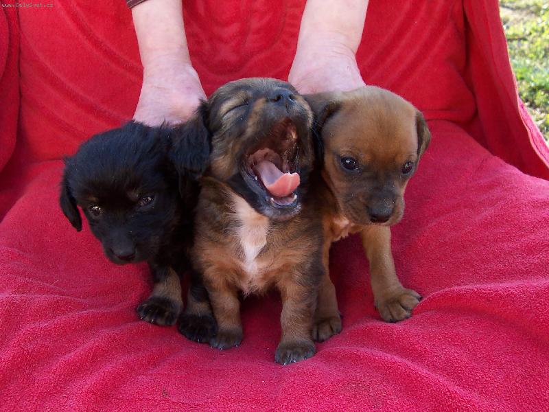 Foto: Na�i mil��ci-st��� modelu asi 6 tydn�