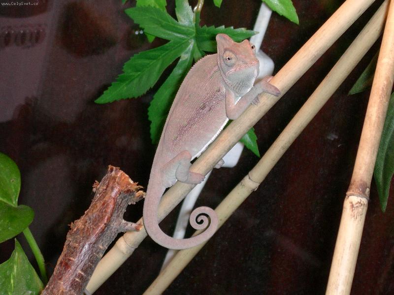 Foto: Chameleon-..nejsem vid�t...