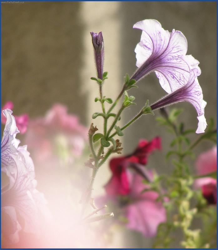 Foto: Petunky-Jak se v�m l�b�?