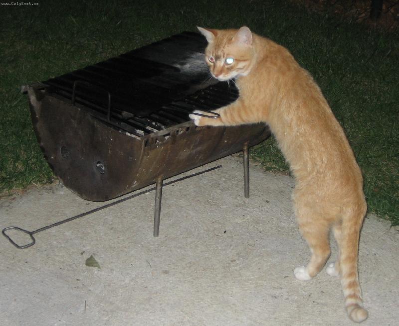 Foto: kdy� je hlad