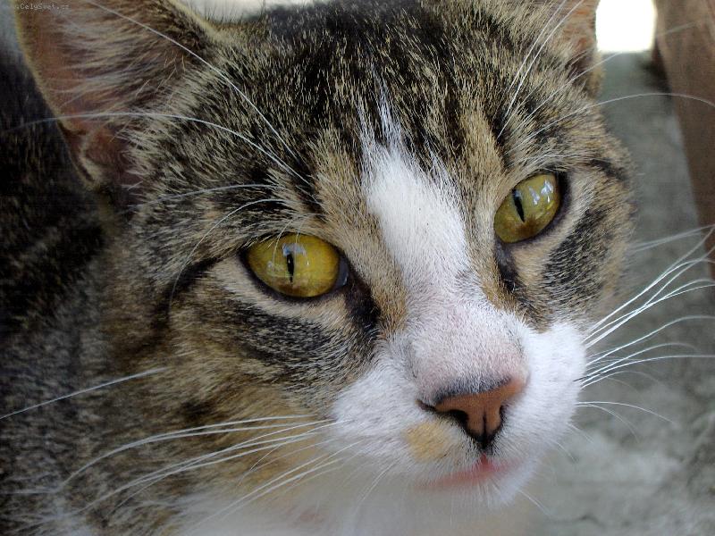 Foto: Ji��k�v kuku�