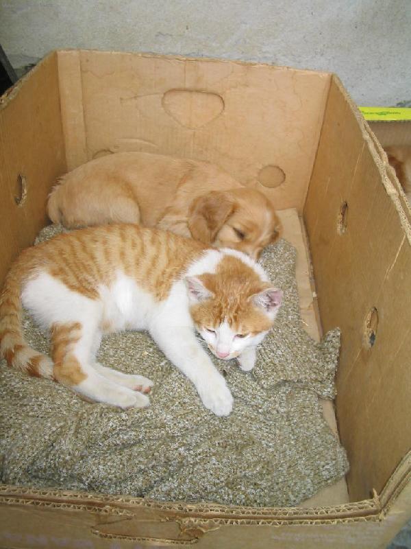 Foto: kok��k-kamar�di