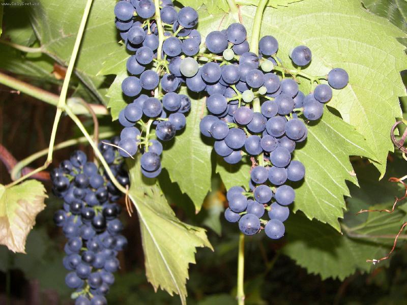 Foto: CHut� podzimu...-�roda