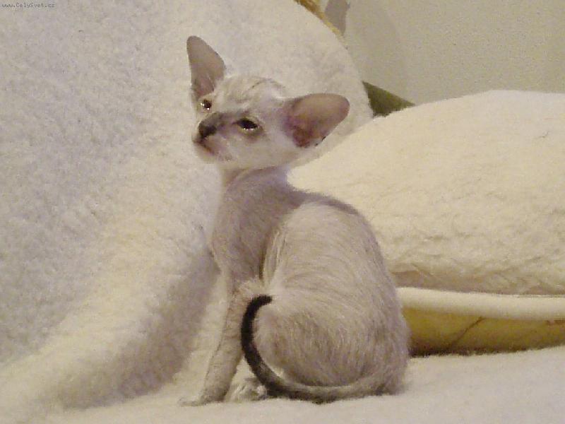 Foto: Amon R� Gusanera*CZ