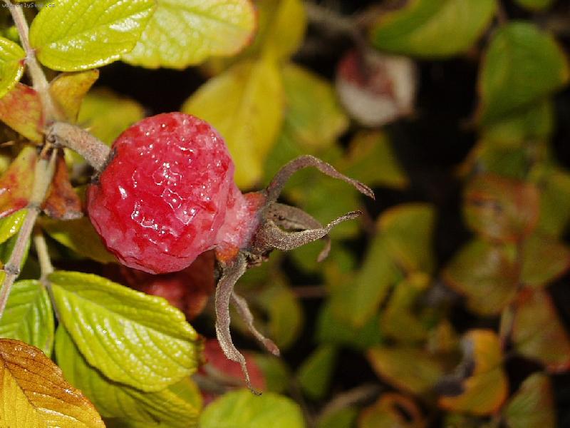 Foto: Odkvetl� r��e