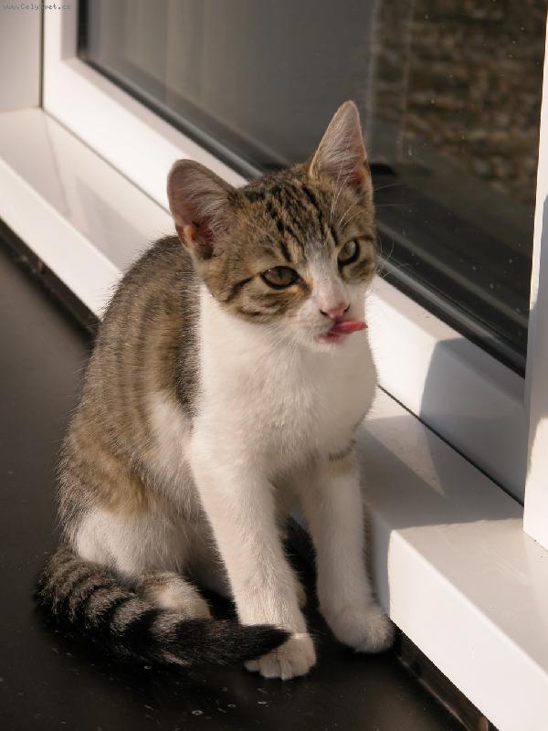 Foto: Roztomil� kot�