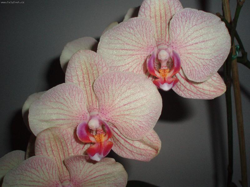 Foto: Moje orchidej