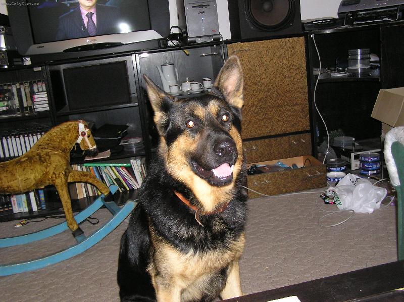 Foto: benik-beny� sedi a kouka