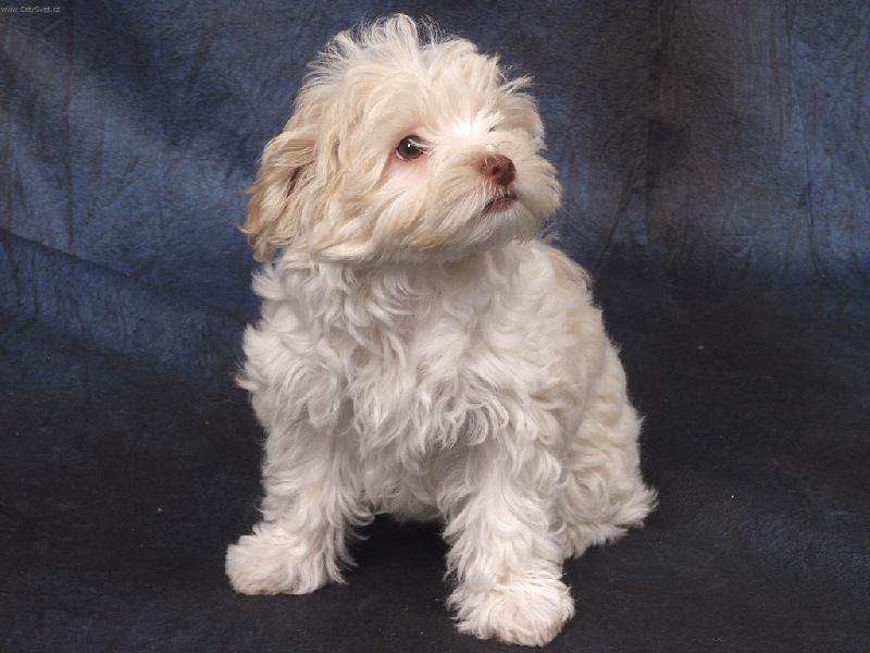 Foto: Bony-P�zov�n�