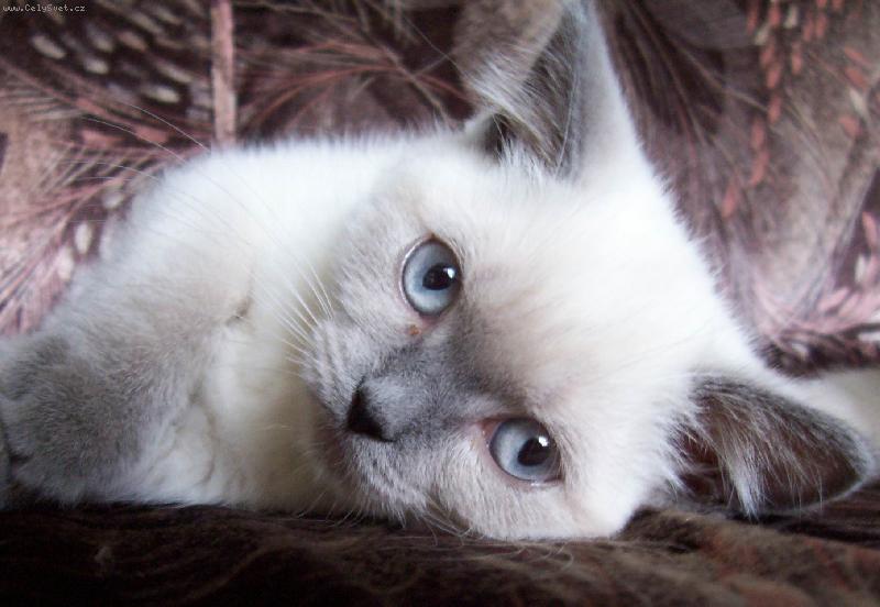 Foto: Celesta Dajeka.CZ