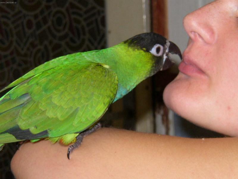 Foto: J� a m�j mil��ek-Ocho�en� nandej �ernohlav�