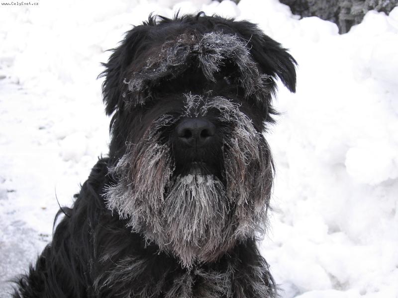 Foto: asi bych se m�l oholit