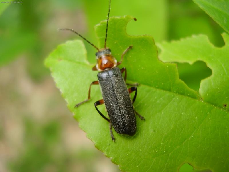 Foto: broucek-broucek