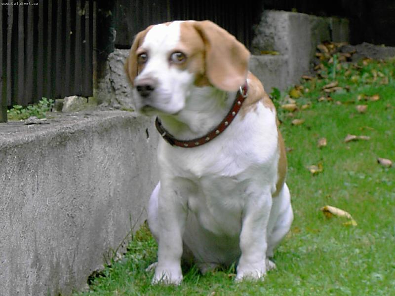 Foto: De Jasta-co jsem provedl