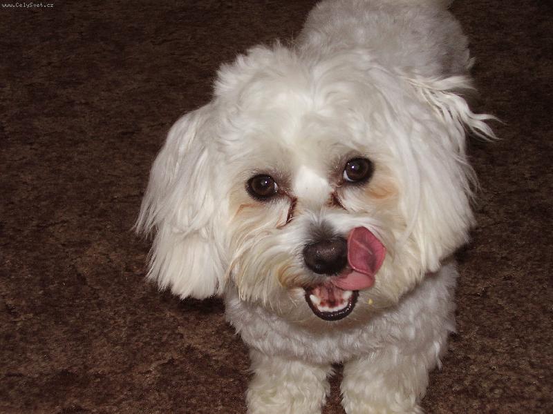 Foto: to byla,ale dobrota!!