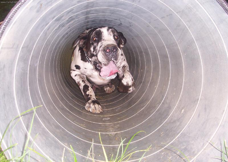 Foto: Doga v "tunelu"