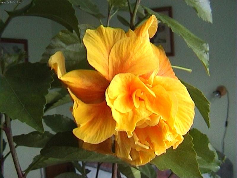 Foto: Babi��ina chlouba