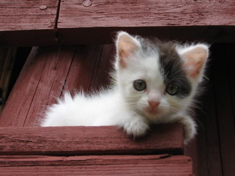 Foto: Kuku-Pampal�nek