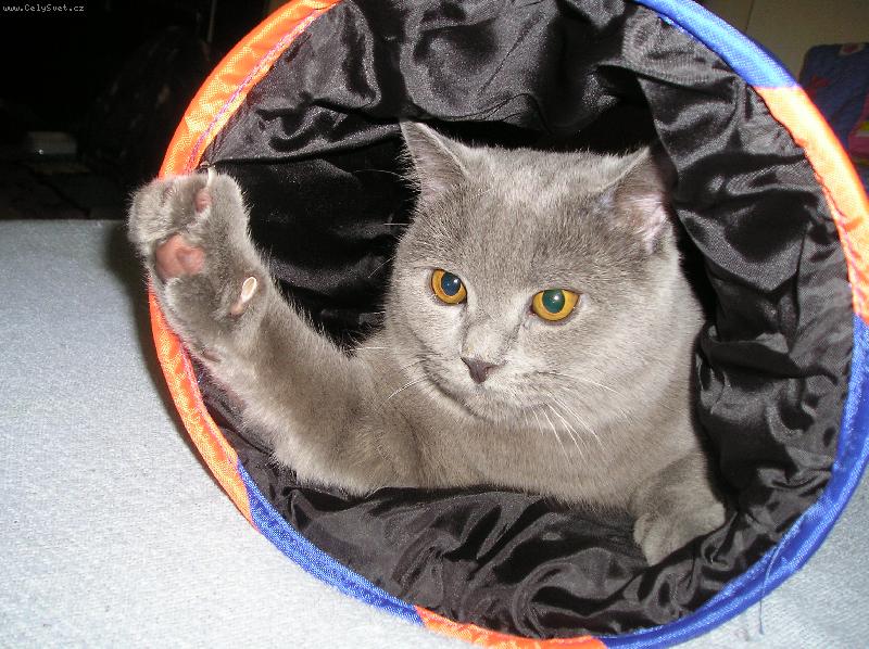 Foto: Fanou�-ko�ka leze d�rou...