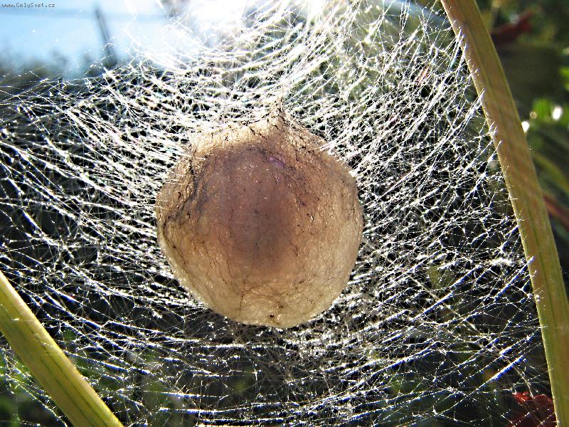 Foto: Budouc� �ivot v kokonu