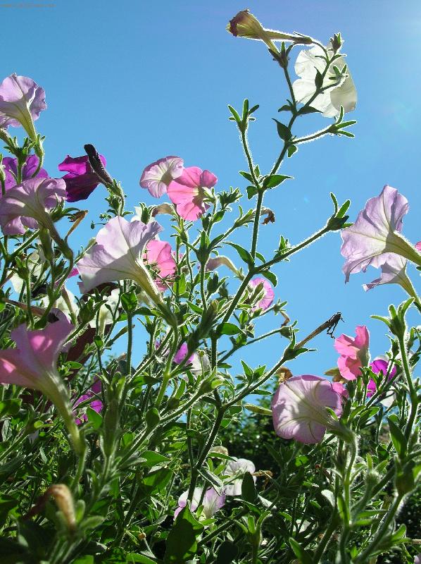 Foto: plno kv�tk�