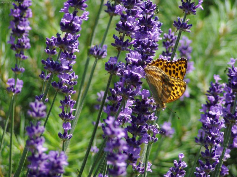 Foto: S mot�lkem-Levandule