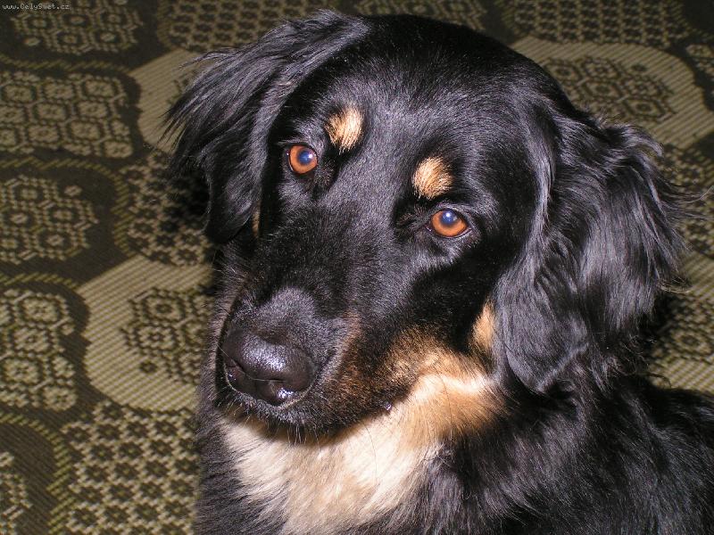 Foto: Jako na ob�anku.-B�ra