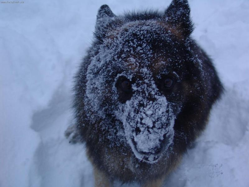 Foto: U� by mohlo p�estat sn�it.-Nick