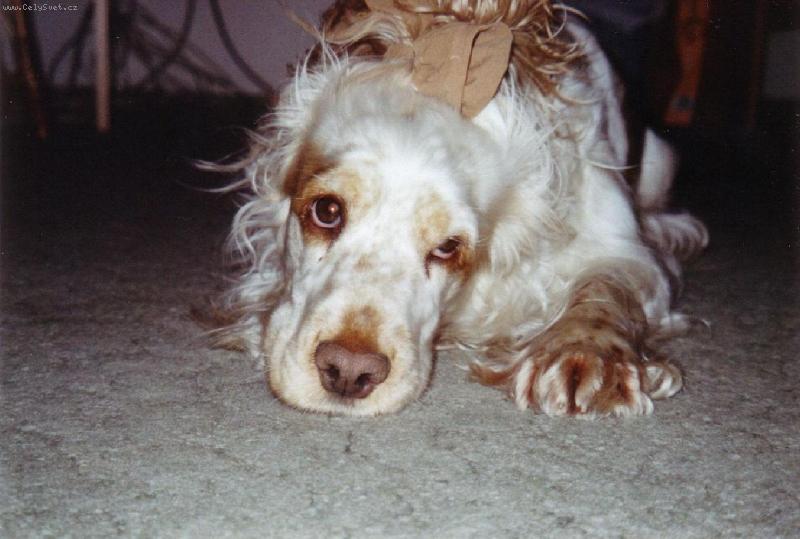 Foto: S�rinka-No, nejsem roztomil�:-)