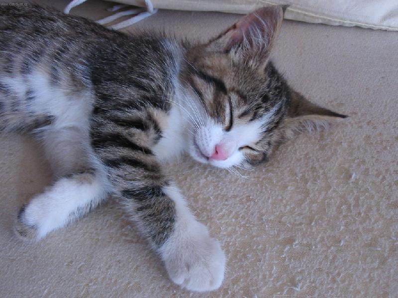 Foto: Na�e mal� Elis-Haj�...