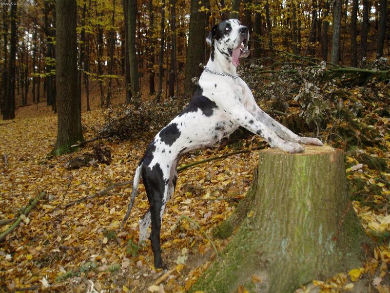 Foto: Chieeta p�i sledov�n� pt��k�