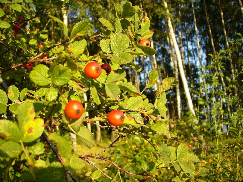 Foto: ��pek mezi b��zami