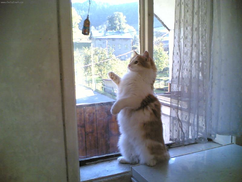 Foto: Zrzek pan��kuje-Prost� Zrzek :)