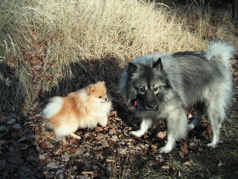 Foto: Kamar�di v lese-Ben a Miki